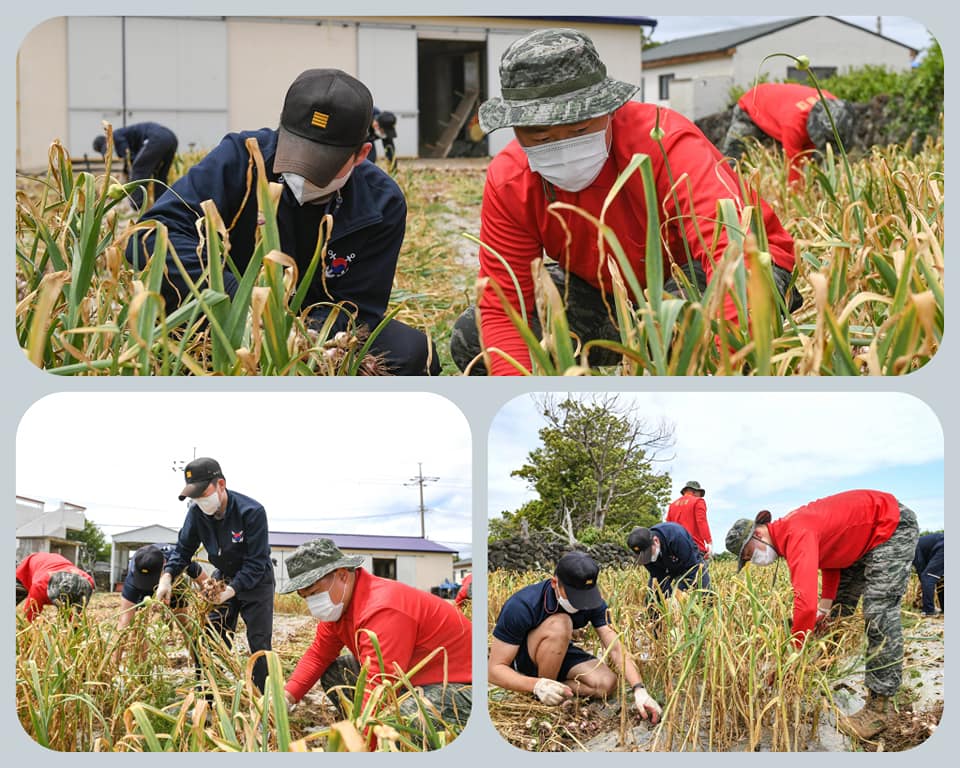 제주지역 주둔 해병대9여단ㆍ 해군ㆍ공군 장병 농가 대민지원 실시 1.jpg