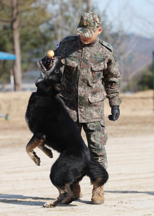 군견 달관 3.jpg